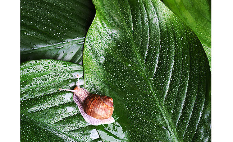 Yadah Collagen Mask Pack 25g-2